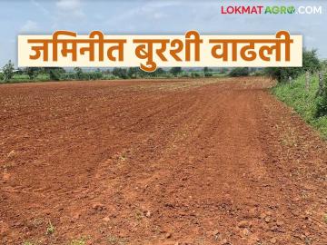 एकाच जमिनीत कांदा लागवड करताय, बुरशी वाढली, उत्पादनात घट झाली, वाचा सविस्तर 