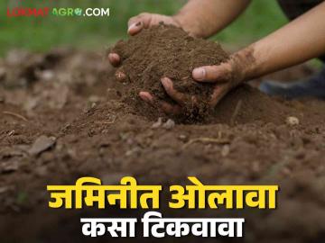Rabbi Season : रब्बी हंगामात जमिनीत ओलावा टिकवण्यासाठी 'हे' कराच? वाचा सविस्तर  - Marathi News | Latest News Rabbi Season Know in detail how to retain moisture in soil during Rabi season | Latest News at Lokmat.com