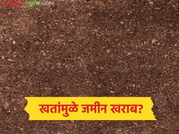 Soil Fertility Problem : उत्पादनाच्या नादात मोठी चूक? रासायनिक खतांमुळे जमिनीचा पोत धोक्यात - Marathi News | latest news Soil Fertility Problem: A big mistake in the production process? Soil texture is in danger due to chemical fertilizers. | Latest News at Lokmat.com