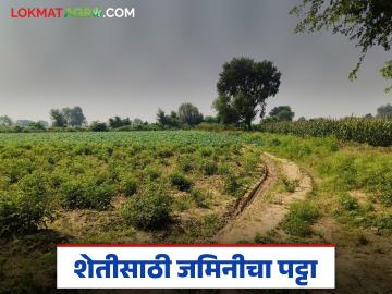 शेतीसाठी जमिनीचा पट्टा कसा मिळवायचा? जाणून घेऊया संपूर्ण कायदेशीर प्रक्रिया  - Marathi News | Latest news shet jamin patta How to get land title for agriculture know complete legal process | Latest News at Lokmat.com
