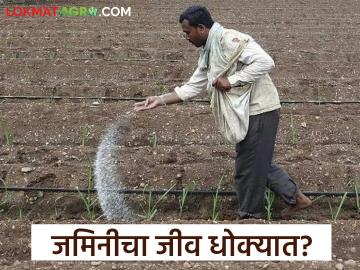 Chemical Fertilizers : सेंद्रिय शेती हवी का रासायनिक शेती? खत वापरात पुन्हा वाढ! वाचा सविस्तर - Marathi News | latest news Chemical Fertilizers: Do we need organic farming or chemical farming? Fertilizer use is increasing again! Read in detail | Latest News at Lokmat.com Chemical Fertilizers : सेंद्रिय शेती हवी का रासायनिक शेती? खत वापरात पुन्हा वाढ! वाचा सविस्तर - Marathi News | latest news Chemical Fertilizers: Do we need organic farming or chemical farming? Fertilizer use is increasing again! Read in detail | Latest News at Lokmat.com