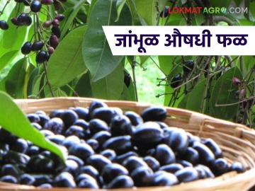 Jamun Benefits : रक्तशुद्धीपासून मधुमेहपर्यंत; जांभळाचे अद्भुत फायदे! वाचा सविस्तर - Marathi News | latest news Jamun Benefits: From blood purification to diabetes; Amazing benefits of jamun! Read in detail | Latest News at Lokmat.com