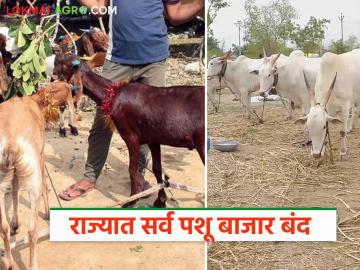 राज्यातील जनावरांचे सर्व बाजार ८ जूनपर्यंत राहणार बंद; काय आहे कारण? जाणून घ्या सविस्तर - Marathi News | All animal markets in the state will remain closed till June 8; What is the reason? Know in detail | Latest News at Lokmat.com