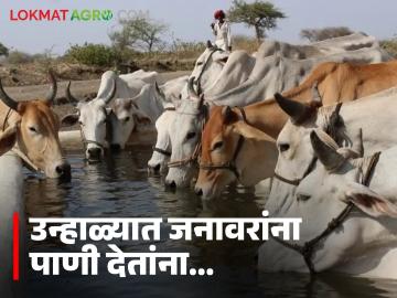 Animal Care Tips : उन्हाळ्यात जनावरांना पाणी देतांना चुकूनही 'ही' गोष्ट करू नका, जाणून घ्या सविस्तर - Marathi News | Latest news Animal Care Tips Providing clean water to animals is important in summer know in detail | Latest News at Lokmat.com Animal Care Tips : उन्हाळ्यात जनावरांना पाणी देतांना चुकूनही 'ही' गोष्ट करू नका, जाणून घ्या सविस्तर - Marathi News | Latest news Animal Care Tips Providing clean water to animals is important in summer know in detail | Latest News at Lokmat.com