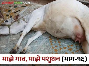 पावसाळ्यात जनावरांमध्ये पोटफुगी कशामुळे? कसे कराल नियंत्रण  - Marathi News | Rainy Season Tympany/Bloat in Livestock & its Management | Latest News at Lokmat.com