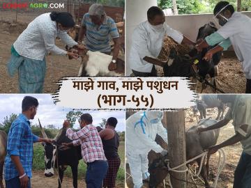 जनावरांना मान्सूनपूर्व लसीकरण का व कसे करावे? काय आहेत फायदे? वाचा सविस्तर - Marathi News | Why and how to vaccinate livestocks before monsoon? What are the benefits? Read in detail | Latest News at Lokmat.com