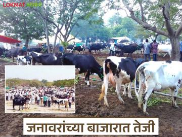 गुरांच्या बाजारात जनावरांच्या किमती गेल्या लाखाच्या पार; वाचा गाय व म्हैशीत कोण खातंय भाव? - Marathi News | Animal prices in the cattle market have crossed one lakh rupees; Read: Who is eating the price of cows and buffaloes? | Latest News at Lokmat.com