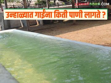 उन्हाळ्यात जनावरांना पिण्यासाठी दिवसाला किती पाणी लागते? व ते कसे द्यावे? वाचा सविस्तर - Marathi News | How much water do livestock need to drink per day in summer? and how to give it? Read in detail | Latest News at Lokmat.com उन्हाळ्यात जनावरांना पिण्यासाठी दिवसाला किती पाणी लागते? व ते कसे द्यावे? वाचा सविस्तर - Marathi News | How much water do livestock need to drink per day in summer? and how to give it? Read in detail | Latest News at Lokmat.com