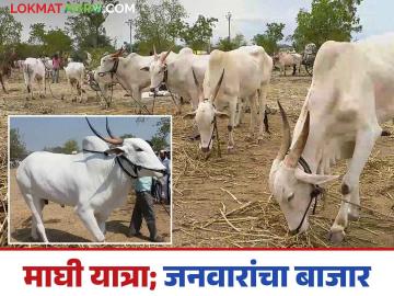 Pandharpur Janavare Bajar : माघी यात्रेनिमित्त पंढरपुरातील वाखरीत भरणार जनावरांचा बाजार - Marathi News | Pandharpur Janavre bajar : Livestock market to be held in Pandharpur's barn on the occasion of Maghi Yatra | Latest News at Lokmat.com