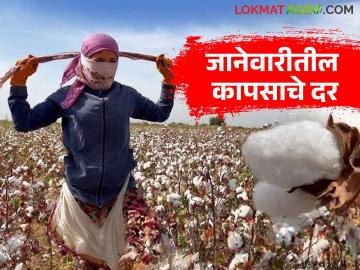 Kapus Market : शेतकऱ्यांनो! नवीन वर्षात कापसाला चांगला भाव मिळेल, पहा जानेवारीतील अंदाज - Marathi News | Latest News Kapus market Estimated potential price of the cotton crop for the January 2026 period | Latest News at Lokmat.com Kapus Market : शेतकऱ्यांनो! नवीन वर्षात कापसाला चांगला भाव मिळेल, पहा जानेवारीतील अंदाज - Marathi News | Latest News Kapus market Estimated potential price of the cotton crop for the January 2026 period | Latest News at Lokmat.com