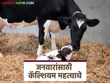 जनावरांत कॅल्शियमची कमतरता होऊ नये म्हणून करा हे सोपे उपाय; वाचा सविस्तर - Marathi News | Follow these simple steps to prevent calcium deficiency in livestock; Read in detail | Latest News at Lokmat.com जनावरांत कॅल्शियमची कमतरता होऊ नये म्हणून करा हे सोपे उपाय; वाचा सविस्तर - Marathi News | Follow these simple steps to prevent calcium deficiency in livestock; Read in detail | Latest News at Lokmat.com