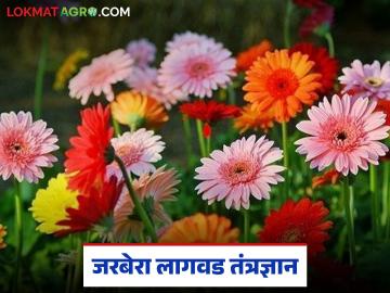 लाखोंचं उत्पन्न देणारी जरबेरा फुल शेती, लागवडीपासून ते काढणीपर्यंतची संपूर्ण ए टू झेड माहिती! - Marathi News | Latest News Gerbera Flower Farming, Complete A to Z Information from Planting to Harvesting | Latest News at Lokmat.com
