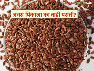 Rabi crops : पैसे मिळवून देणाऱ्या जवस पिकाकडे शेतकऱ्यांची पाठ का? कारणे जाणून घ्या सविस्तर - Marathi News | latest news Rabi crops: Why are farmers turning their backs on the money-making flax crop? Find out the reasons in detail | Latest News at Lokmat.com