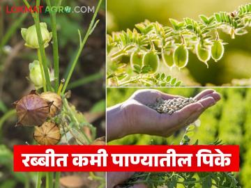 Rabbi Season Crops : रब्बीत सिंचनाची सोय नाही, कमी पाण्यात चांगलं उत्पन्न देणारी 'ही' पिके घ्या! - Marathi News | Latest News rabbi season Crops Grow these crops that give good yield with less water in Rabi season | Latest News at Lokmat.com