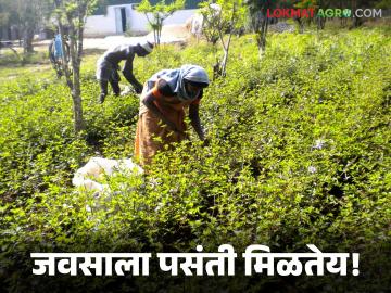 भारी पिकांना फाटा, 200 एकरावर केवळ जवसाचे पीक, एकरी 6 क्विंटलचे उत्पादन - Marathi News | Latest News javas farming Cultivation of linseed that yields 6 quintals per acre | Latest News at Lokmat.com