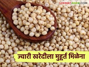 Jowar Kharedi: ज्वारी खरेदीला मुहूर्त मिळेना; काय आहे कारण वाचा सविस्तर - Marathi News | Jowar Kharedi: latest news Government not buy jowar; What is the reason? Read in detail | Latest News at Lokmat.com