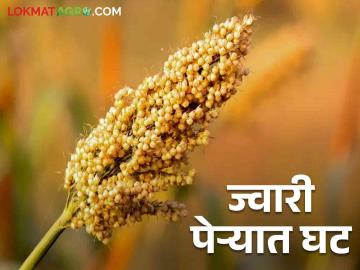 खरीप हंगामात ज्वारीचा पेरा किती; उत्पादनात घट होण्याची भीती ! - Marathi News | How much to sow sorghum in Kharif season; Fear of a decrease in production! | Latest News at Lokmat.com खरीप हंगामात ज्वारीचा पेरा किती; उत्पादनात घट होण्याची भीती ! - Marathi News | How much to sow sorghum in Kharif season; Fear of a decrease in production! | Latest News at Lokmat.com