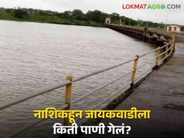 Nashik Dam Discharged : नाशिकहून जायकवाडीला 'इतके' पाणी रवाना, जाणून घ्या सविस्तर  - Marathi News | Latest News Nashik Dam Discharged 25 tmc of water released from Nashik dams to Jayakwadi Jayakwadi, know in detail  | Latest News at Lokmat.com