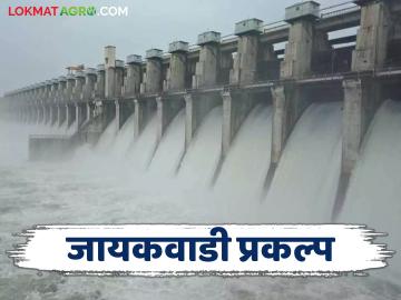 Jayakwadi Dam : धक्कादायक ! दुष्काळग्रस्त मराठवाड्याला ७ टक्के पाणी कमी देण्याची शिफारस वाचा सविस्तर - Marathi News | Jayakwadi Dam: Shocking! Recommendation to reduce water by 7 percent for drought-hit Marathwada, read in detail | Latest News at Lokmat.com