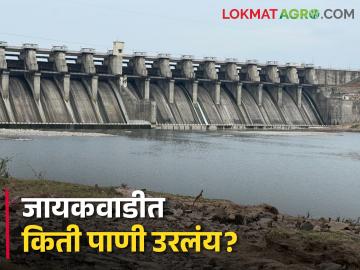 Jayakwadi Dam Storage : जायकवाडी धरणात केवळ सात टक्के पाणीसाठा, दररोज 1.16 दलघमी पाण्याचे बाष्पीभवन - Marathi News | Latest News Dam Storage Only seven percent water storage in Jayakwadi Dam of chatrapati sambhajinagar | Latest News at Lokmat.com