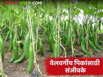 Vegetable Crops : वेलवर्गीय पिकांमध्ये संजीवकांचा वापर का आणि कसा करावा, वाचा सविस्तर  - Marathi News | Latest News Use Sanjivake in Vel Vargiy Pike Read in detail why and how to use biofertilizers in vegetbale crops | Latest News at Lokmat.com
