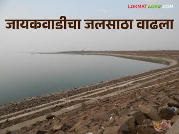 Jaykwadi Dam : गेल्या १० दिवसांत जायकवाडीचा जलसाठा ७ टक्क्यांनी वाढला - Marathi News | Jaykwadi Dam: In the last 10 days, the water storage of Jaykwadi increased by 7 percent | Latest News at Lokmat.com Jaykwadi Dam : गेल्या १० दिवसांत जायकवाडीचा जलसाठा ७ टक्क्यांनी वाढला - Marathi News | Jaykwadi Dam: In the last 10 days, the water storage of Jaykwadi increased by 7 percent | Latest News at Lokmat.com