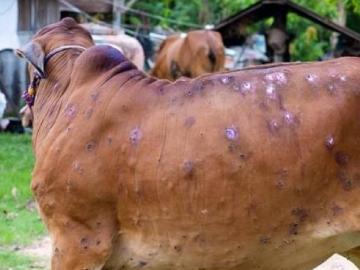 बीड जिल्ह्यात लम्पीमुळे ६१० गायी, बैल व वासरांचा मृत्यू, अनुदान कधी मिळणार? - Marathi News | Death of 610 cows, bullocks and calves due to lumpy in Beed district, when will subsidy be available? | Latest News at Lokmat.com