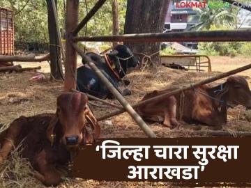 'एल-निनो'च्या पार्श्वभूमीवर पशुसंवर्धन विभाग सतर्क, मुख्यमंत्र्यांकडून महत्वाचे निर्देश, वाचा सविस्तर - Marathi News | Latest news Fodder shortage Animal Husbandry Department on alert in the wake of 'El-Nino' | Latest agri-business News at Lokmat.com