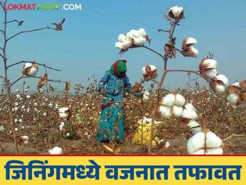 Agriculture News : जिनिंगमध्ये मापात पाप; शेतकऱ्यांनी कापूस खरेदी पाडली बंद, काय घडलं नेमकं?  - Marathi News | Latest News Agriculture News Variation in weight fork in ginning on cotton buying farmers protest in chandrapur | Latest News at Lokmat.com