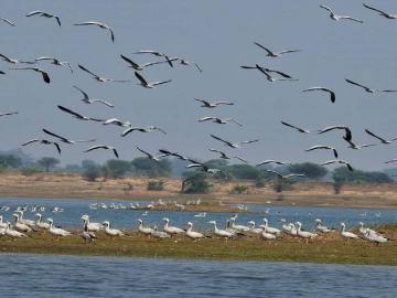 थंडीची चाहूल अन् विदेशी पाहुण्यांचा जलाशयांवर किलबिलाट! - Marathi News | Cold weather and foreign guests chirping on the reservoirs! | Latest News at Lokmat.com
