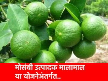 या योजनेअंतर्गत फळबाग उत्पादकाला पहिल्या वर्षात ५० टक्के अनुदान, मोसंबी उत्पदक झाला मालामाल - Marathi News | Under this scheme, 50 percent subsidy to the orchard producer in the first year, Mosambi Utpadak was given | Latest News at Lokmat.com या योजनेअंतर्गत फळबाग उत्पादकाला पहिल्या वर्षात ५० टक्के अनुदान, मोसंबी उत्पदक झाला मालामाल - Marathi News | Under this scheme, 50 percent subsidy to the orchard producer in the first year, Mosambi Utpadak was given | Latest News at Lokmat.com