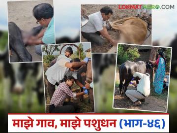 तुमचे जनावर चालताना मागील पाय झटकत चालतं? असू शकतो हा आजार; कसे कराल उपाय? वाचा सविस्तर - Marathi News | Does your livestock walk with its hind legs shaking? Could this be a disease? How can you treat it? Read in detail | Latest News at Lokmat.com तुमचे जनावर चालताना मागील पाय झटकत चालतं? असू शकतो हा आजार; कसे कराल उपाय? वाचा सविस्तर - Marathi News | Does your livestock walk with its hind legs shaking? Could this be a disease? How can you treat it? Read in detail | Latest News at Lokmat.com