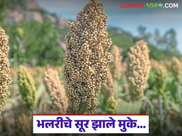 Jowar Cultivation : भलरीचे सूर झाले मुके… बदलत्या पिकपद्धतीनं मोडली ज्वारीची परंपरा - Marathi News | latest news Jowar Cultivation: The sound of the sorghum has become silent… Changing cropping patterns have broken the tradition of sorghum | Latest News at Lokmat.com
