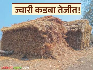 Jowar Fodder : ज्वारी कडबा महागला; कारण काय? वाचा सविस्तर - Marathi News | latest news Jowar Fodder: Jowar fodder has become expensive; Why? Read in detail | Latest agri-business News at Lokmat.com