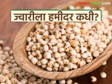 Jowar Market : लागवड खर्चही वसूल होईना; खरीप ज्वारीचे दर नीचांकावर - Marathi News | latest news Jowar Market: Cultivation cost not recovered; Kharif jowar prices at record low | Latest market-yard News at Lokmat.com