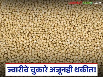 Jowar MSP Payment Delay : चार महिन्यांपासून प्रतीक्षा; ज्वारीचे 'इतक्या' कोटींचे थकीत चुकारे देण्यास विलंब - Marathi News | latest news Jowar MSP Payment Delay: Waiting for four months; Delay in payment of 'so many' crores of jowar arrears | Latest News at Lokmat.com Jowar MSP Payment Delay : चार महिन्यांपासून प्रतीक्षा; ज्वारीचे 'इतक्या' कोटींचे थकीत चुकारे देण्यास विलंब - Marathi News | latest news Jowar MSP Payment Delay: Waiting for four months; Delay in payment of 'so many' crores of jowar arrears | Latest News at Lokmat.com