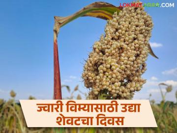 Rabi Pik Vima Yojana रब्बी हंगामात प्रधानमंत्री पीक विमा योजनेत सहभागी होण्यासाठी आजच अर्ज करा - Marathi News | Apply today to participate in Pradhan Mantri Crop Insurance Yojana during Rabi season | Latest News at Lokmat.com