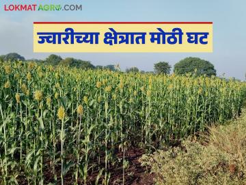 Solpaur Jowar : ज्वारीच्या कोठाराला पुराचा फटका; यंदा ज्वारी तब्बल एक लाख हेक्टरने घटली - Marathi News | Solpaur Jowar : Floods hit jowar barn; Jowar sowing reduced by one lakh hectares this year | Latest News at Lokmat.com