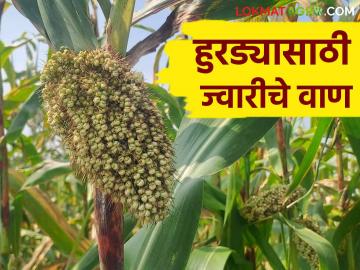 Hurada Jowar : हुरड्यासाठी ज्वारीचे प्रसिद्ध वाण कोणते? वाचा सविस्तर - Marathi News | Hurada Jowar : Which are the famous varieties of jowar for hurada? | Latest News at Lokmat.com Hurada Jowar : हुरड्यासाठी ज्वारीचे प्रसिद्ध वाण कोणते? वाचा सविस्तर - Marathi News | Hurada Jowar : Which are the famous varieties of jowar for hurada? | Latest News at Lokmat.com