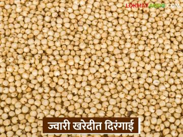 Jwari Kharedi : नोंदणी केली पण खरेदी नाही; ज्वारी खरेदीकडे नाफेडचे दुर्लक्ष वाचा सविस्तर - Marathi News | latest news Jwari Kharedi: Registered but no purchase; Nafed's negligence towards sorghum purchase | Latest News at Lokmat.com Jwari Kharedi : नोंदणी केली पण खरेदी नाही; ज्वारी खरेदीकडे नाफेडचे दुर्लक्ष वाचा सविस्तर - Marathi News | latest news Jwari Kharedi: Registered but no purchase; Nafed's negligence towards sorghum purchase | Latest News at Lokmat.com