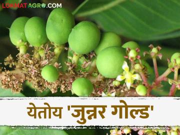 जुन्नरच्या शेतकऱ्याने शोधली नवीन आंब्याची जात; काय आहे खासियत? वाचा सविस्तर - Marathi News | Junnar farmer discovers new mango variety; What is the specialty? Read in detail | Latest News at Lokmat.com