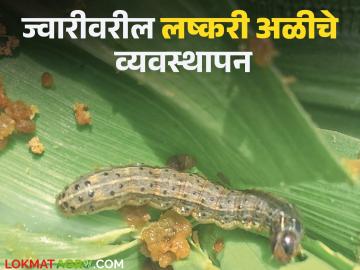 Rabbi Jwari Management : रब्बी ज्वारीवरील लष्करी अळीचा असा करा बंदोबस्त, वाचा सविस्तर  - Marathi News | Latest News Rabbi Jwari Management How to control lashkri ali armyworm on Rabi sorghum, read in detail | Latest News at Lokmat.com