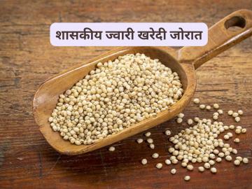 Jwari Kharedi : शासकीय खरेदी केंद्रावर ज्वारी खरेदी जोरात, बाजारापेक्षा अधिक भाव मिळतोय - Marathi News | Latest News Jwari Kharedi Jowar purchased government procurement centre at Rs 3375 per quintal | Latest News at Lokmat.com