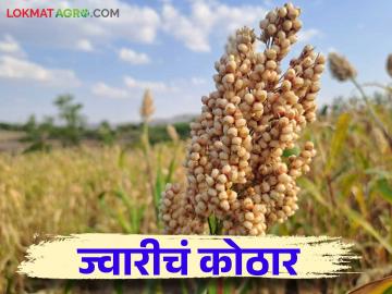 Solapur Jowar : सोलापूर जिल्ह्यात ज्वारी कोठाराचा मान या तालुक्याला; ५६ हजार हेक्टरवर पेरणी - Marathi News | Solapur Jowar : In Solapur district Jowar highest sowing is this taluka Sowing on 56 thousand hectares | Latest News at Lokmat.com