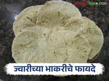 Jwarichi Bhakari : ज्वारीच्या भाकरीने वजन कमी होतं का, आणखी काय फायदे आहेत? - Marathi News | Latest news Jwarichi bhakari Does sorghum bread help with weight loss, see other benefits | Latest News at Lokmat.com Jwarichi Bhakari : ज्वारीच्या भाकरीने वजन कमी होतं का, आणखी काय फायदे आहेत? - Marathi News | Latest news Jwarichi bhakari Does sorghum bread help with weight loss, see other benefits | Latest News at Lokmat.com