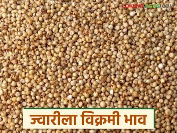 ज्वारीला प्रति क्विंटल 2900 रुपयांचा विक्रमी दर, कुठे मिळाला दर, वाचा सध्याचे बाजारभाव