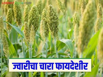 Jwari Biyane : ज्वारीच्या चाऱ्याने जनावरांचे दूध वाढेल, येथून बियाणे खरेदी करा! - Marathi News | Latest News Sorghum fodder will increase animal milk, buy seeds from here | Latest News at Lokmat.com