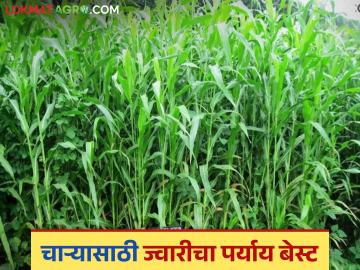 Sorghum Seeds : दूध उत्पादन वाढवण्यासाठी ज्वारीचा चारा बेस्ट पर्याय, अशी करा बियाणे खरेदी  - Marathi News | Latest news Jwari chara Sorghum fodder is best option to increase milk production, buy seeds online | Latest News at Lokmat.com