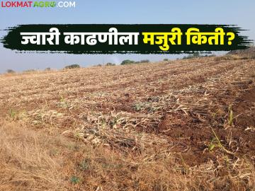 ज्वारी काढणीच्या मजुरीत झाली वाढ; वाचा पुरुष व महिलांना दिवसाला किती रुपये मजुरी? - Marathi News | Wages for sorghum harvesting have increased; Read: How much is the daily wage for men and women? | Latest News at Lokmat.com