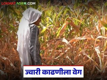 ज्वारी काढणीला महिलांना 400 रुपये तर पुरुषांना 500 रुपये मजुरी, तुमच्याकडे काय मजुरी? - Marathi News | latest news Women get Rs 400 and men get Rs 500 for harvesting sorghum | Latest News at Lokmat.com